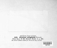 Lachnum virgineum image